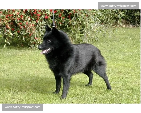 穆勒警示：奥克兰城不可小觑，对手必将全力应战